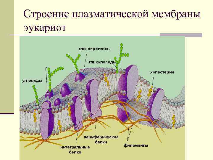 Строение плазматической мембраны эукариот гликопротеины гликолипиды холестерин углеводы периферические белки интегральные белки филаменты 