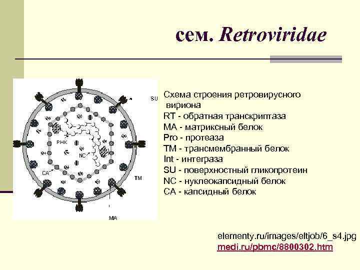 сем. Retroviridae Схема строения ретровирусного вириона RT - обратная транскриптаза MA - матриксный белок