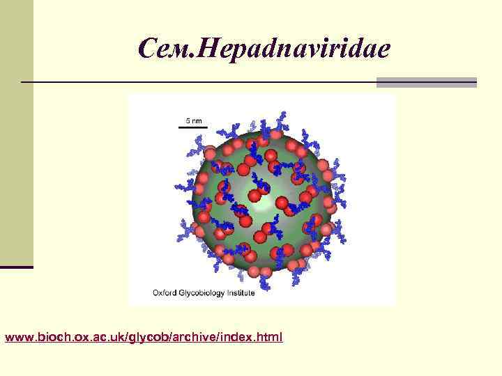 Сем. Hepadnаviridae www. bioch. ox. ac. uk/glycob/archive/index. html 