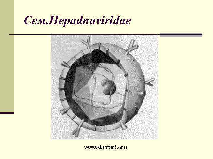 Сем. Hepadnаviridae www. stanford. edu 