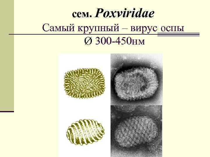 сем. Poxviridae Самый крупный – вирус оспы Ø 300 -450 нм 