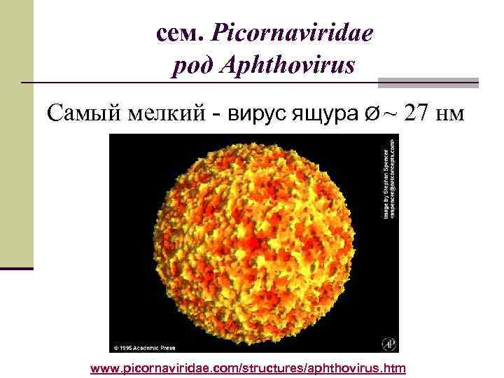 сем. Picornaviridae род Aphthovirus Самый мелкий - вирус ящура Ø ~ 27 нм www.