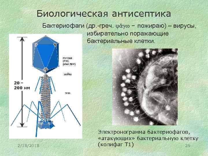 Биологическая антисептика Бактериофаги (др. -греч. φᾰγω – пожираю) – вирусы, избирательно поражающие бактериальные клетки.