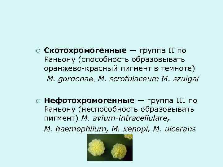 ¡ Скотохромогенные — группа II по Раньону (способность образовывать оранжево-красный пигмент в темноте) M.