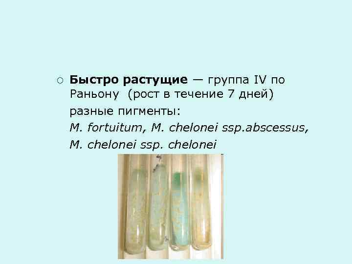 Росла групп. Быстрорастущие микобактерии. Группы микобактерий по Раньону. Быстрорастущий вид микобактерий. Быстрорастущий вид микобактерий 3 5 суток.