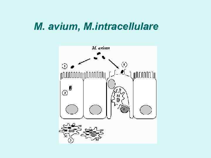 M. avium, M. intracellulare 