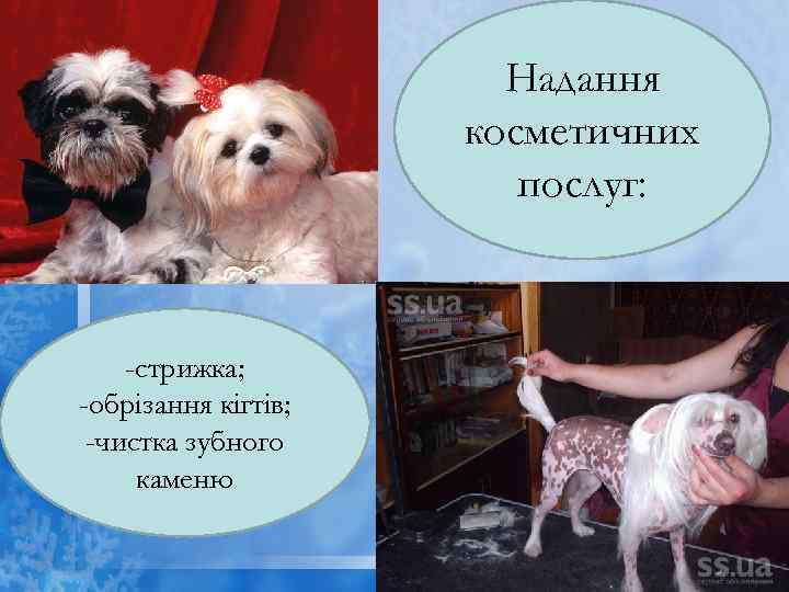 Надання косметичних послуг: -стрижка; -обрізання кігтів; -чистка зубного каменю 