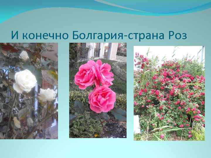 И конечно Болгария-страна Роз 