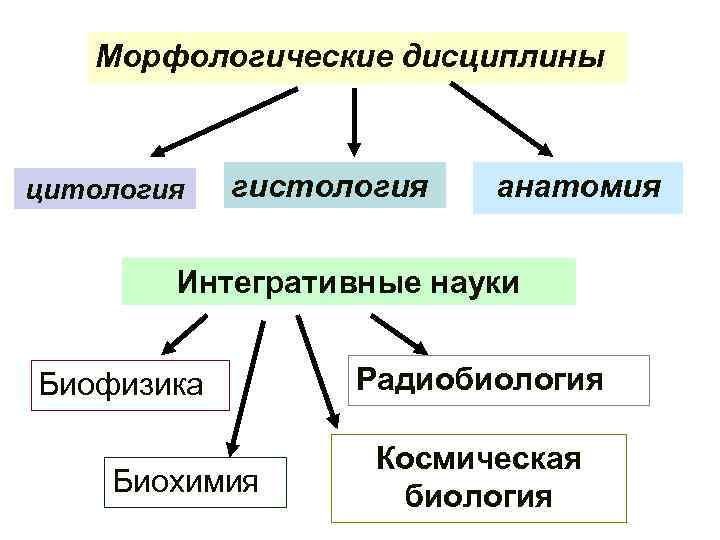 Морфологические дисциплины цитология гистология анатомия Интегративные науки Биофизика Биохимия Радиобиология Космичеcкая биология 