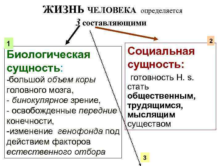 ЖИЗНЬ ЧЕЛОВЕКА определяется 3 составляющими 1 Биологическая сущность: -большой объем коры головного мозга, -