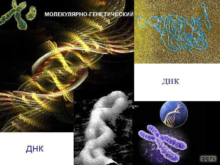 МОЛЕКУЛЯРНО-ГЕНЕТИЧЕСКИЙ днк 