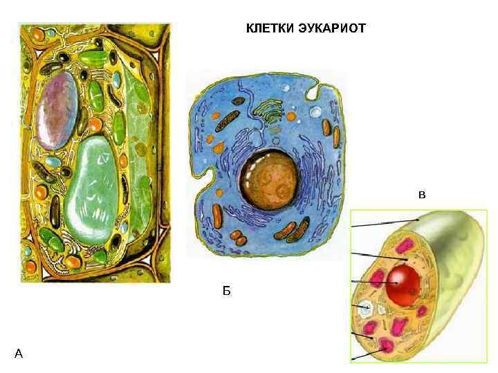 КЛЕТКИ ЭУКАРИОТ в Б А 