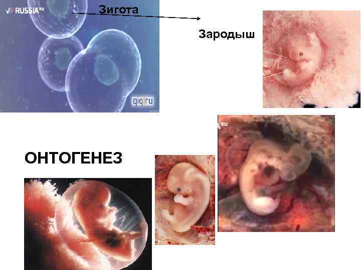 Зигота Зародыш ОНТОГЕНЕЗ 