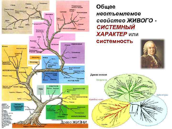 Общее неотъемлемое свойство ЖИВОГО СИСТЕМНЫЙ ХАРАКТЕР или системность Древо ЖИЗНИ 