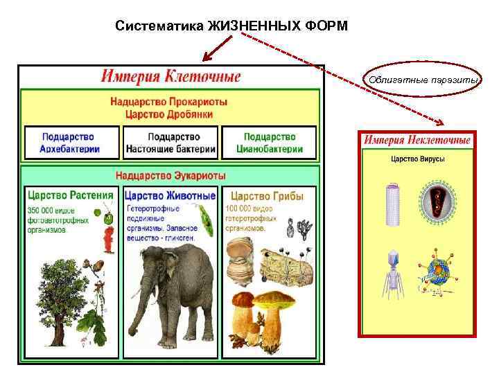 Систематика ЖИЗНЕННЫХ ФОРМ Облигатные паразиты 