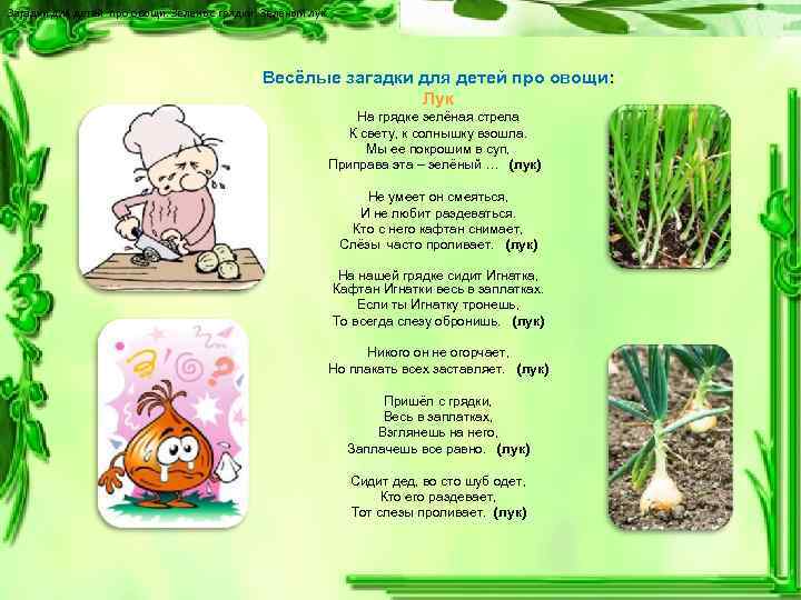 Загадки для детей про овощи. Зелень с грядки: Зелёный лук Весёлые загадки для детей