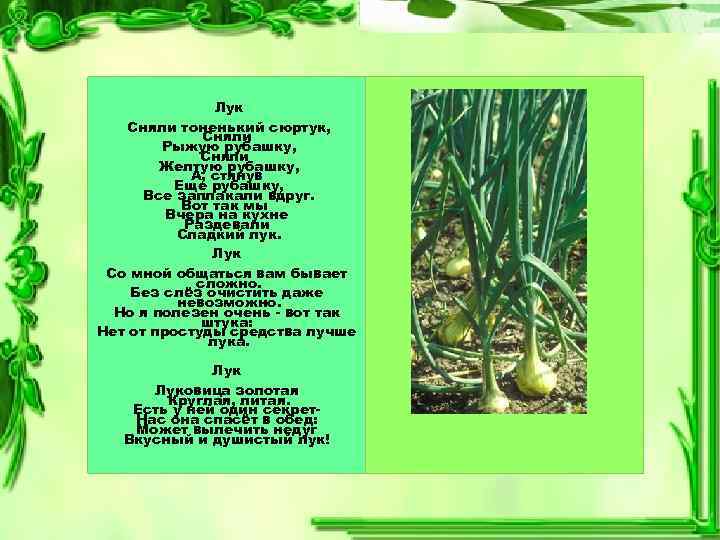 Лук Сняли тоненький сюртук, Сняли Рыжую рубашку, Сняли Желтую рубашку, А, стянув Еще рубашку,