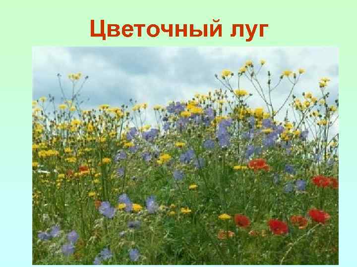 Цветочный луг 