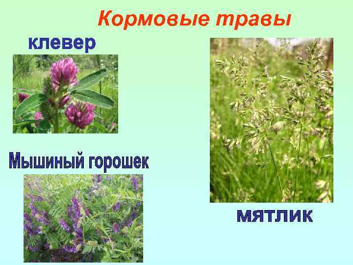 Кормовые травы 