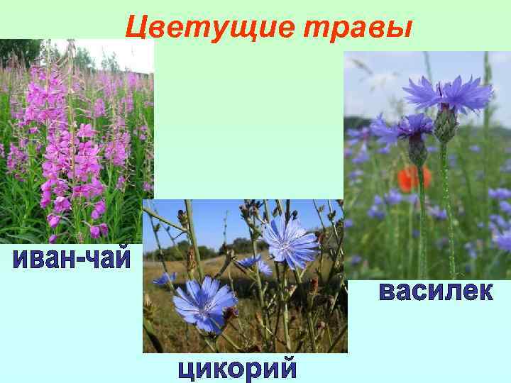 Цветущие травы 