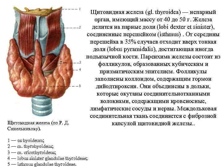 Отсутствие паращитовидной железы латынь. Капсулы щитовидной железы анатомия. Щитовидная железа (топография, строение, кровоснабжение, иннервация). Строение щитовидной железы латынь.