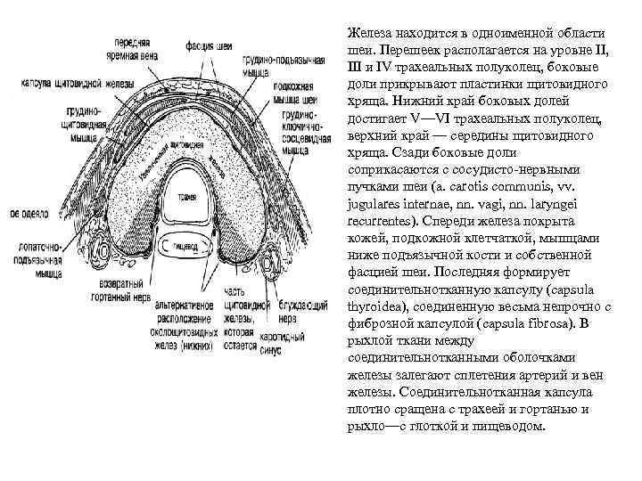 Железа находится в одноименной области шеи. Перешеек располагается на уровне II, III и IV