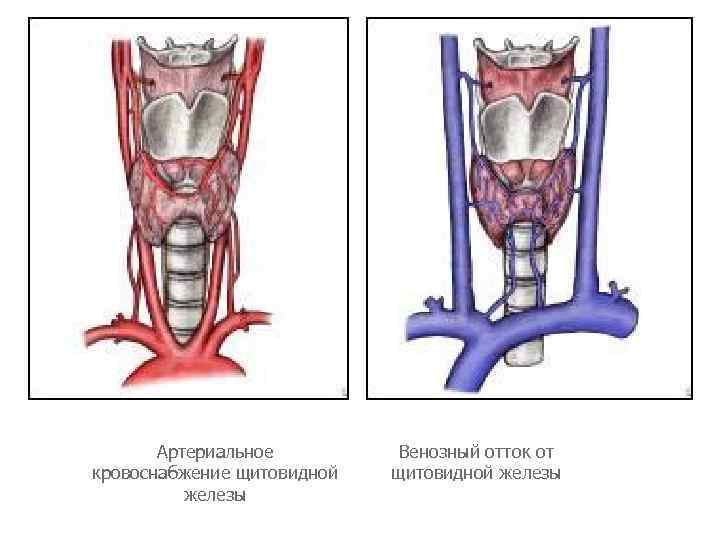Артерии щитовидной железы. Кровоснабжение щитовидной железы топографическая анатомия. Непарная щитовидная артерия. Венозный отток щитовидной железы анатомия. Кровоснабжение щитовидной железы и паращитовидных желез.