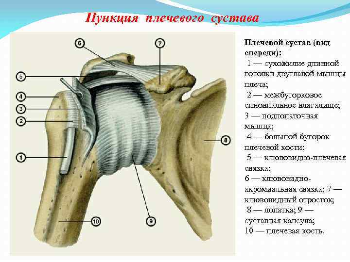 Пункция плечевого сустава Плечевой сустав (вид спереди): 1 — сухожилие длинной головки двуглавой мышцы