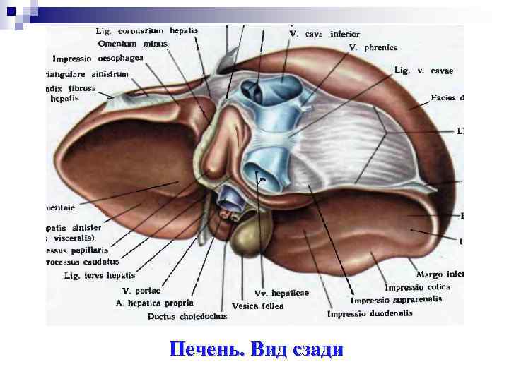 Печень. Вид сзади 