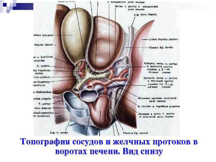 Топография сосудов и желчных протоков в воротах печени. Вид снизу 