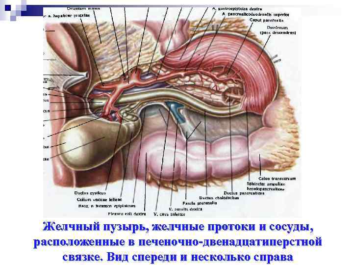 Желчный пузырь, желчные протоки и сосуды, расположенные в печеночно-двенадцатиперстной связке. Вид спереди и несколько