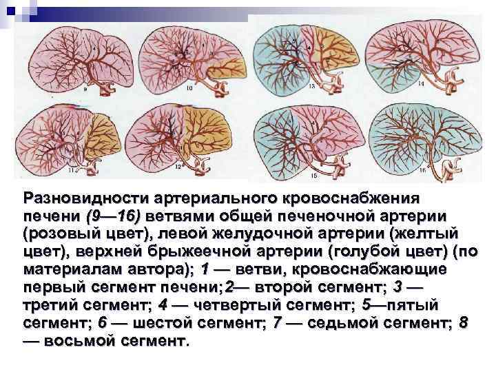 Разновидности артериального кровоснабжения печени (9— 16) ветвями общей печеночной артерии (розовый цвет), левой желудочной
