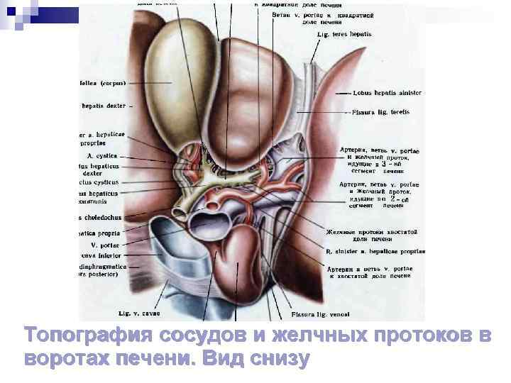 Топография сосудов и желчных протоков в воротах печени. Вид снизу 