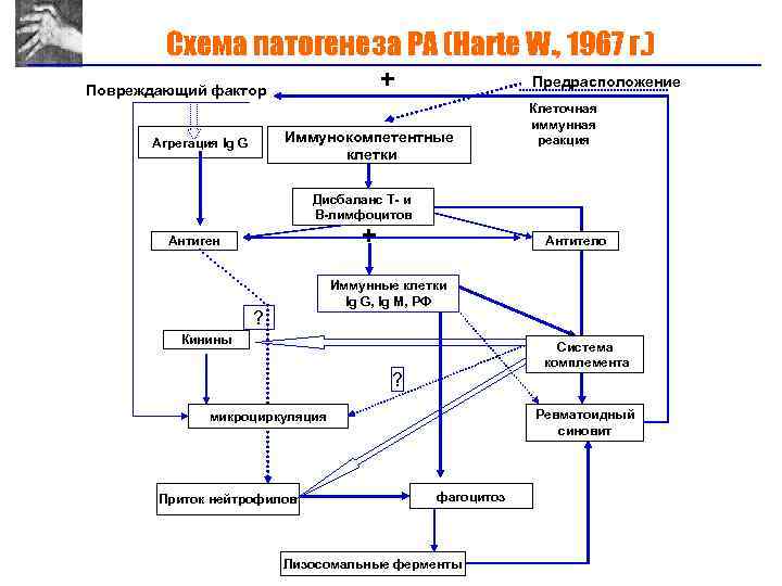 Схема механизмов развития висцеропатической стадии тиреотоксикоза