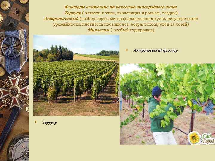 Факторы влияющие на качество виноградного вина: Терруар ( климат, почвы, экспозиция и рельеф, осадки)