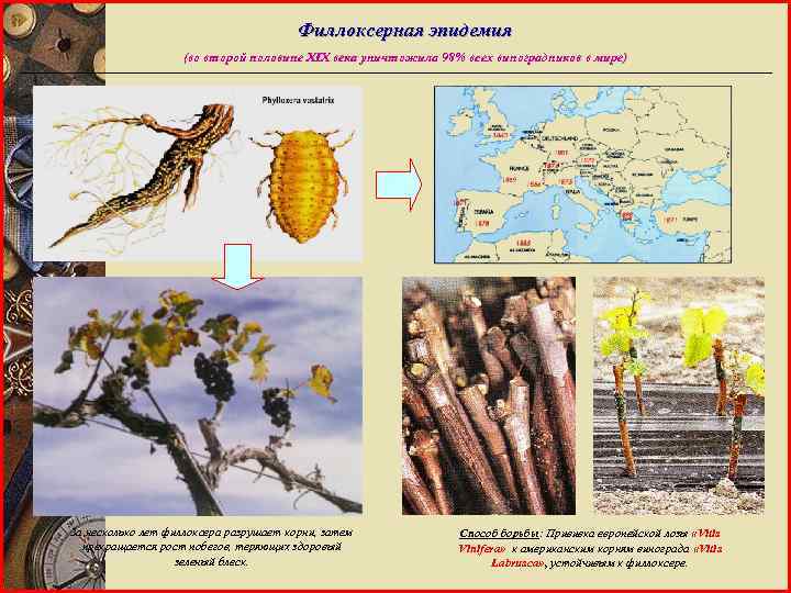 Филлоксерная эпидемия (во второй половине XIX века уничтожила 98% всех виноградников в мире) За