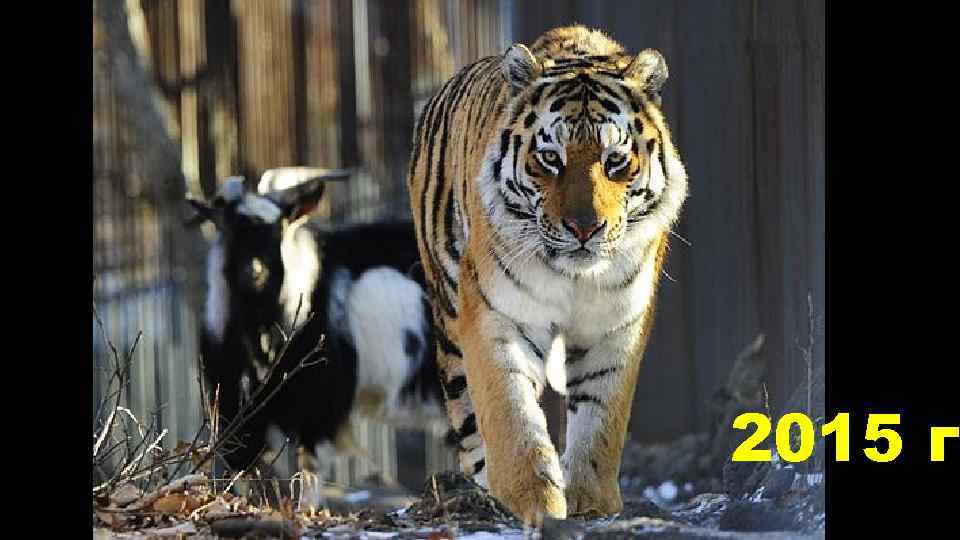 2015 г 