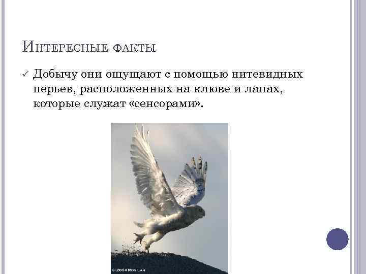 ИНТЕРЕСНЫЕ ФАКТЫ Добычу они ощущают с помощью нитевидных перьев, расположенных на клюве и лапах,