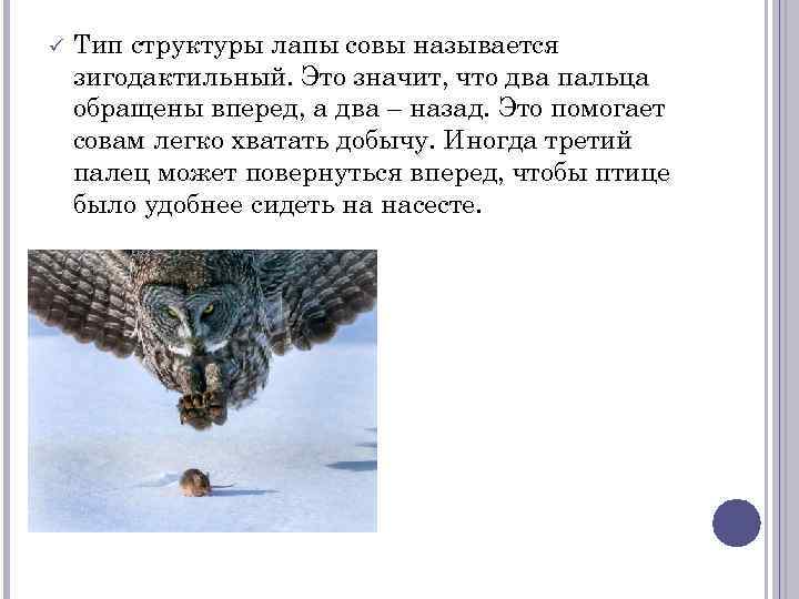  Тип структуры лапы совы называется зигодактильный. Это значит, что два пальца обращены вперед,