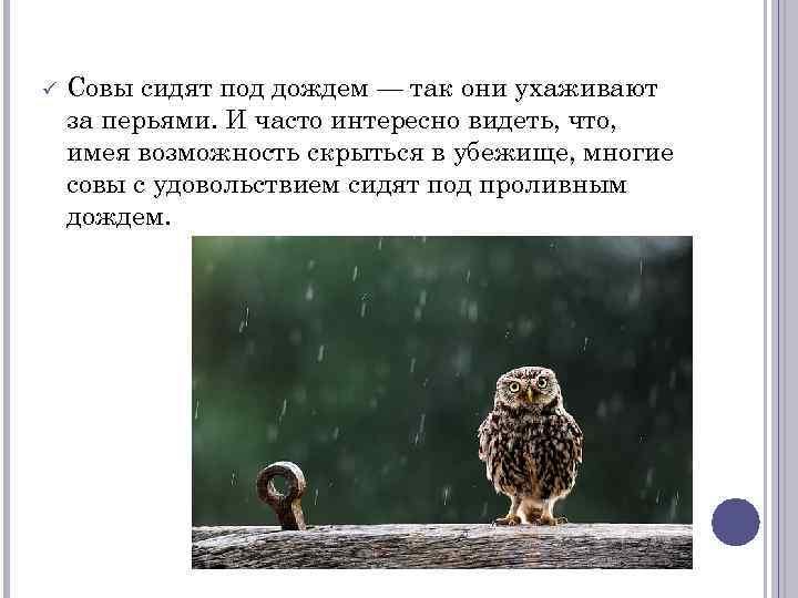  Совы сидят под дождем — так они ухаживают за перьями. И часто интересно