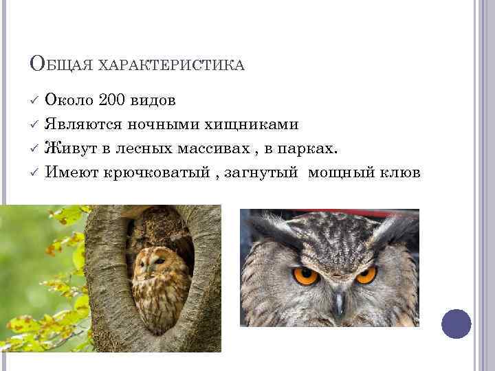 ОБЩАЯ ХАРАКТЕРИСТИКА Около 200 видов Являются ночными хищниками Живут в лесных массивах , в