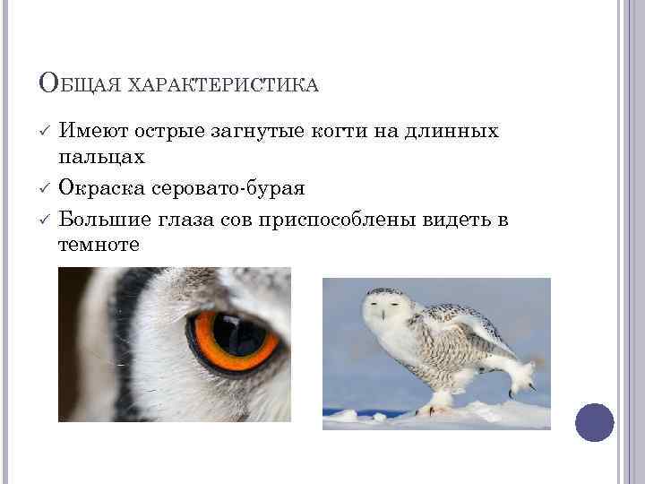 ОБЩАЯ ХАРАКТЕРИСТИКА Имеют острые загнутые когти на длинных пальцах Окраска серовато-бурая Большие глаза сов