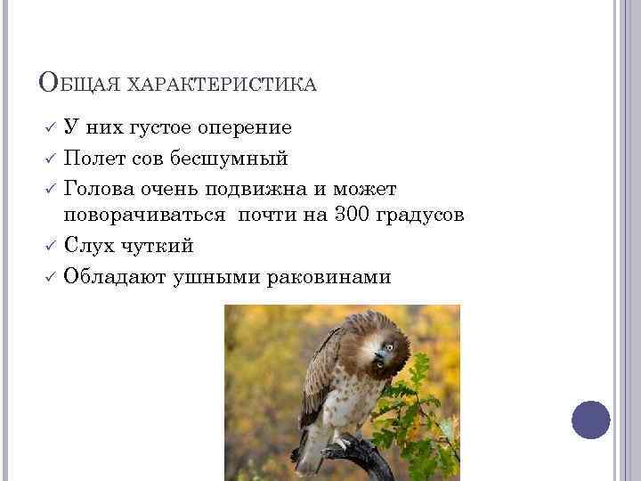 ОБЩАЯ ХАРАКТЕРИСТИКА У них густое оперение Полет сов бесшумный Голова очень подвижна и может