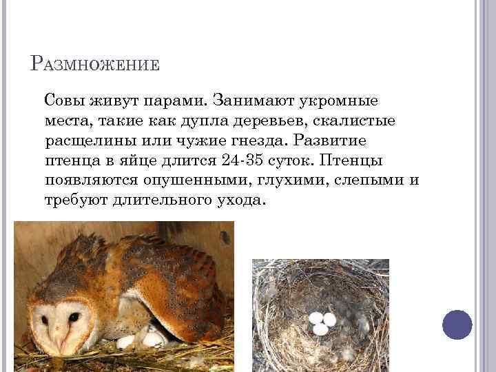 РАЗМНОЖЕНИЕ Совы живут парами. Занимают укромные места, такие как дупла деревьев, скалистые расщелины или