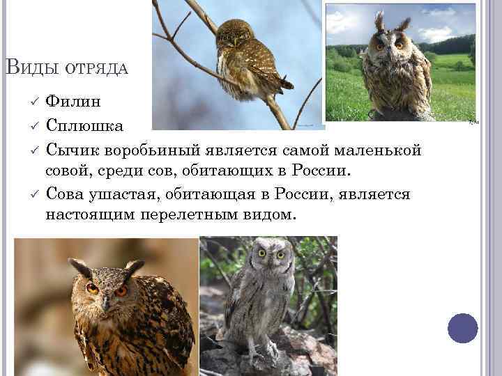 ВИДЫ ОТРЯДА Филин Сплюшка Сычик воробьиный является самой маленькой совой, среди сов, обитающих в