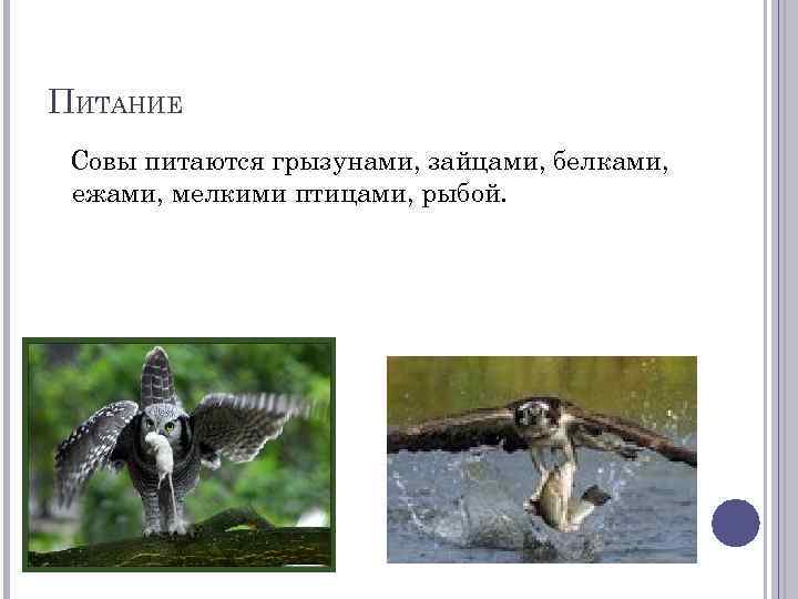ПИТАНИЕ Совы питаются грызунами, зайцами, белками, ежами, мелкими птицами, рыбой. 