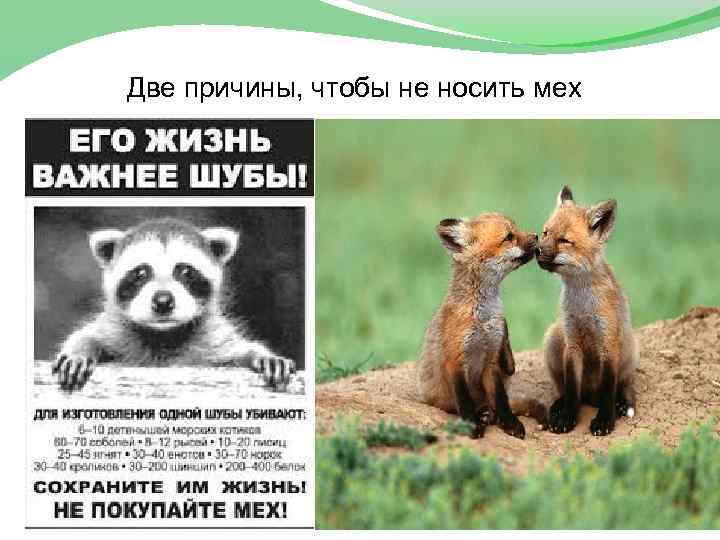Две причины, чтобы не носить мех 