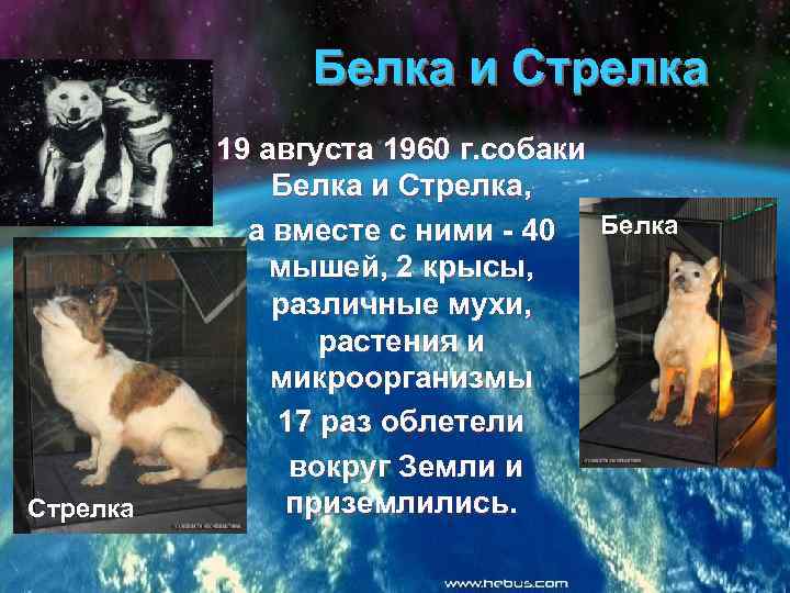 Белка и Стрелка 19 августа 1960 г. собаки Белка и Стрелка, а вместе с