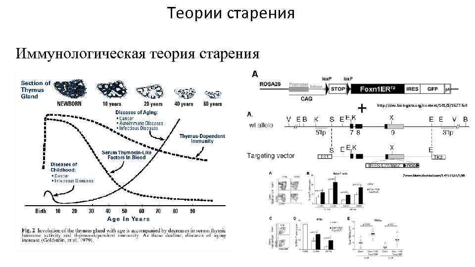 Теории старения Иммунологическая теория старения + http: //dev. biologists. org/content/141/8/1627. full http: //www. biomedcentral.