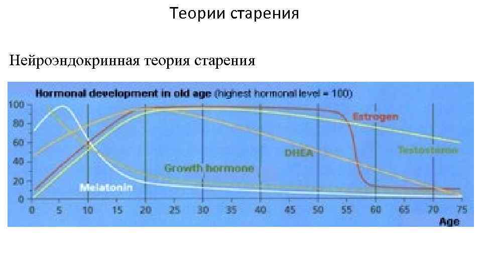 Теории старения Нейроэндокринная теория старения 